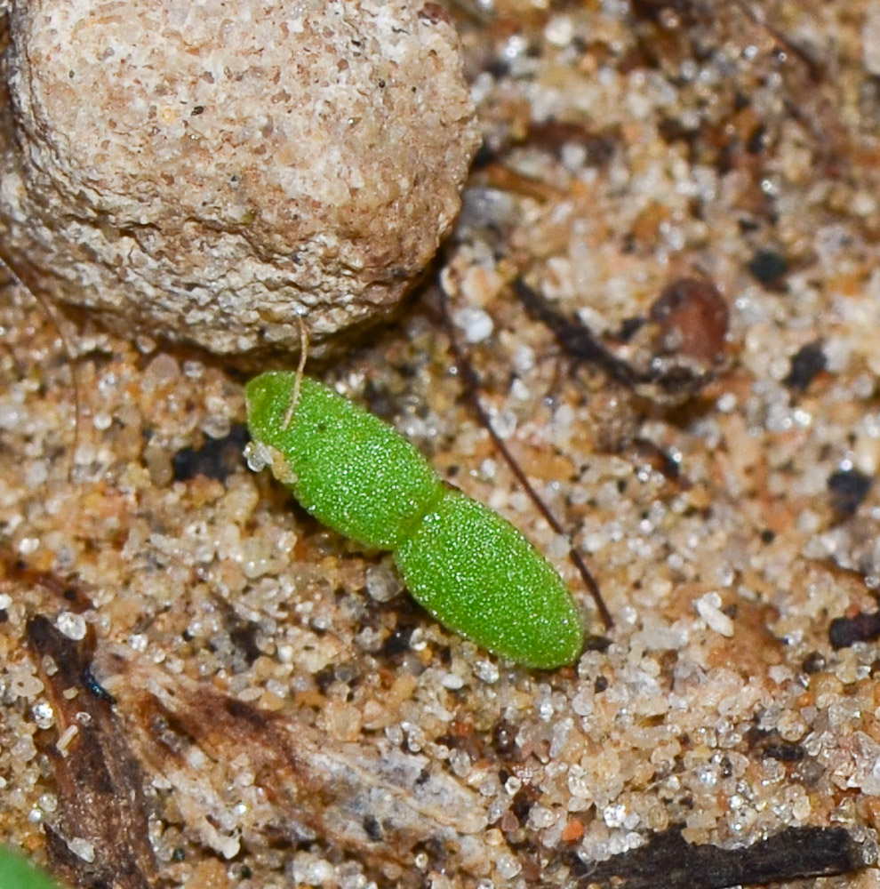 Image of Mesembryanthemum crystallinum specimen.