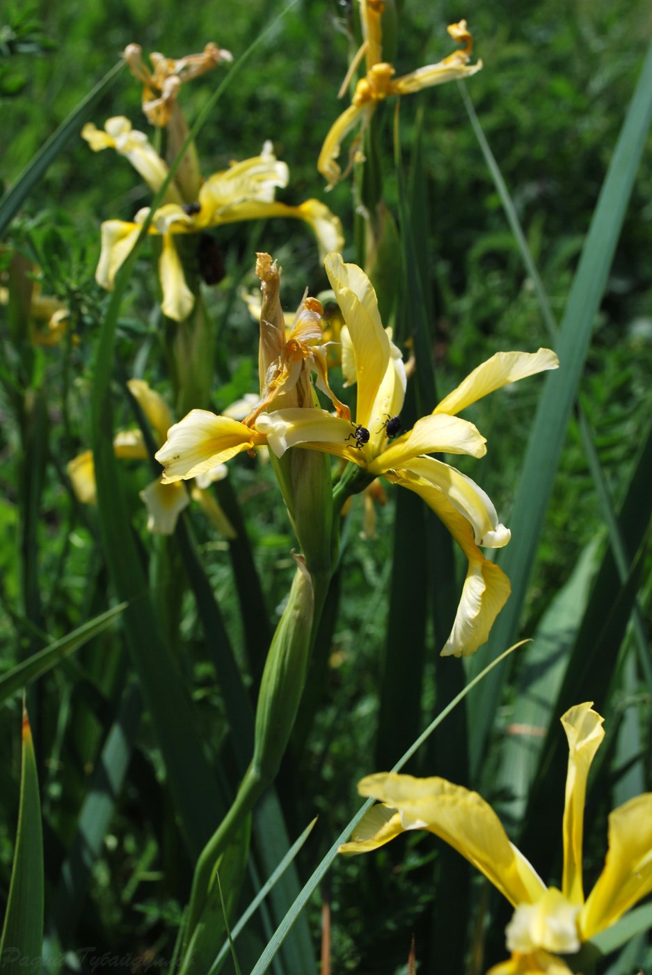 Изображение особи Iris halophila.