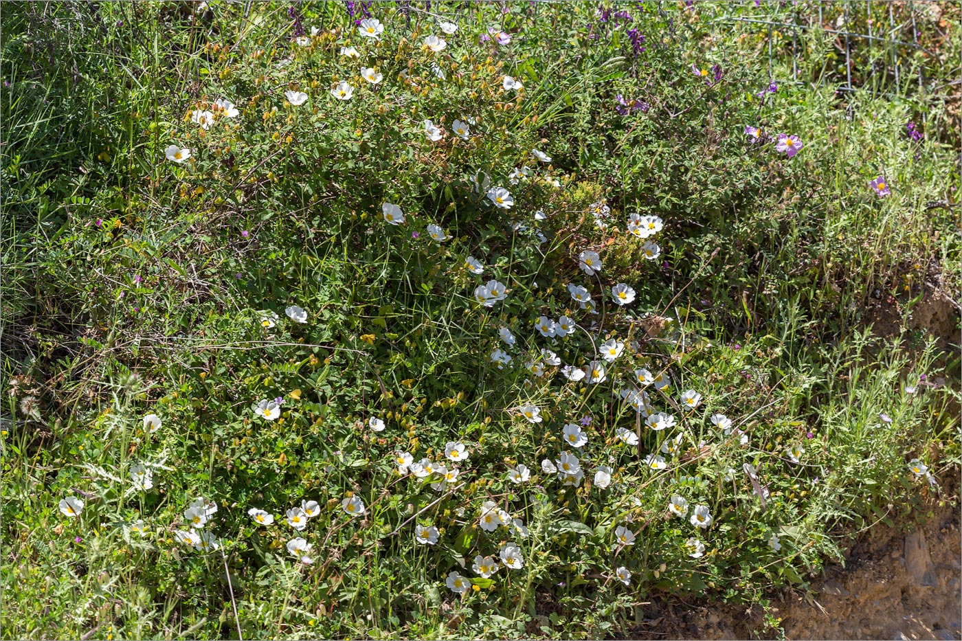 Изображение особи Cistus salviifolius.