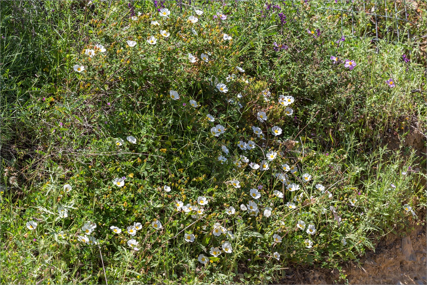 Image of Cistus salviifolius specimen.