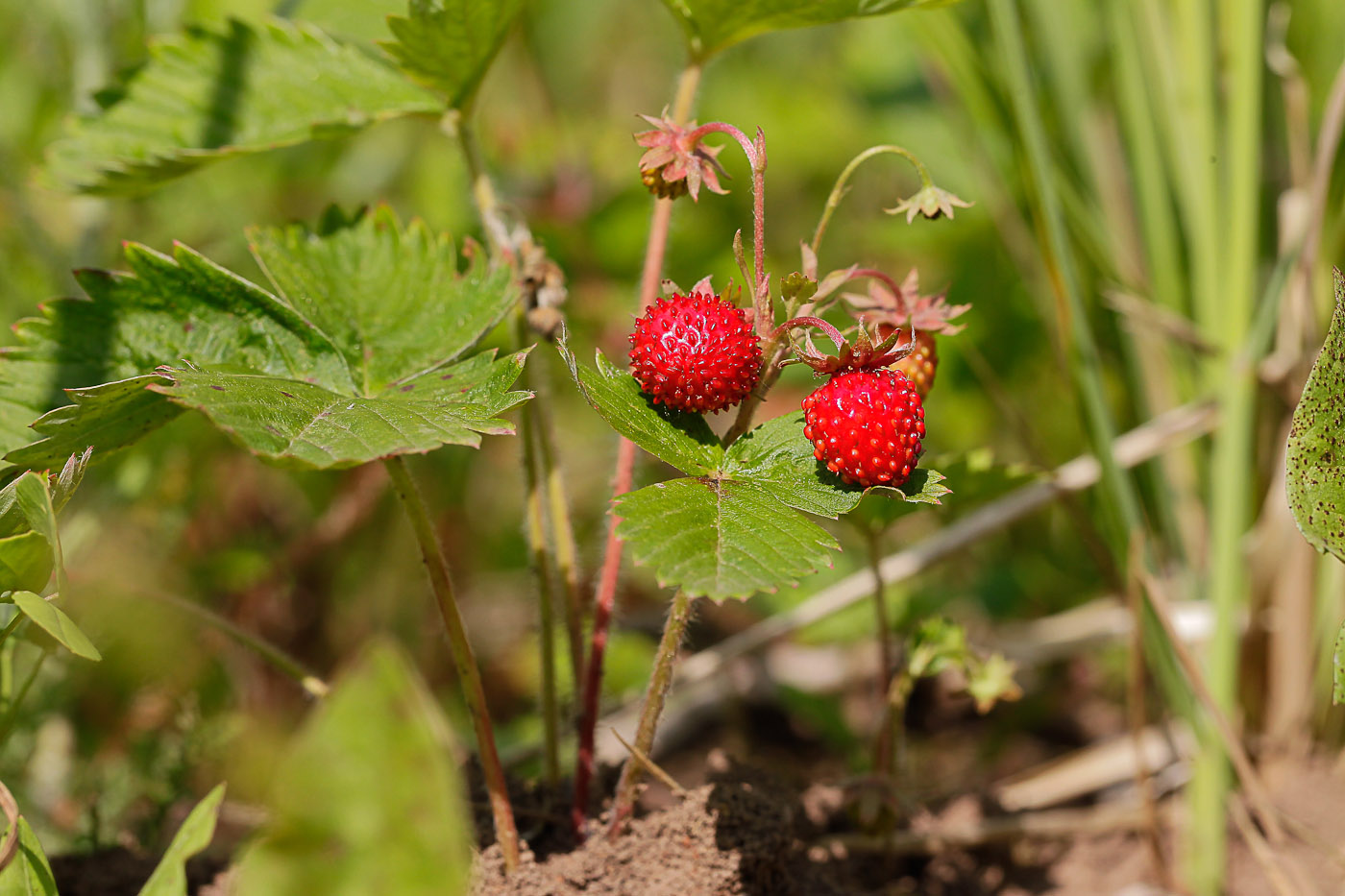 Изображение особи Fragaria vesca.