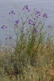 Delphinium paniculatum