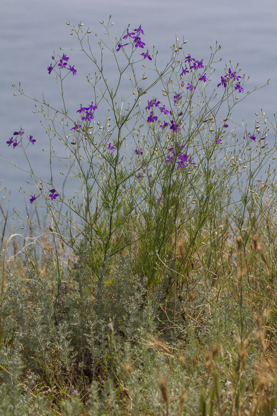 Image of Delphinium paniculatum specimen.