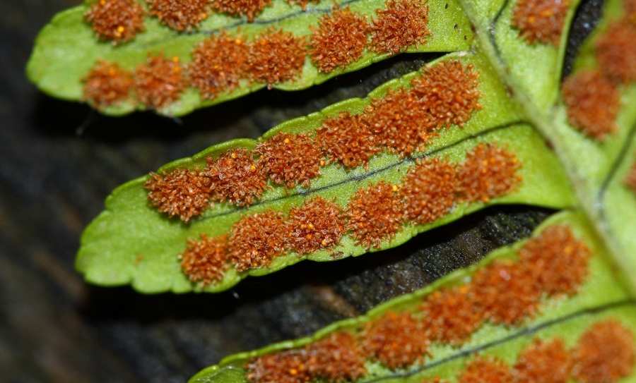 Image of Polypodium sibiricum specimen.