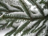 Abies numidica