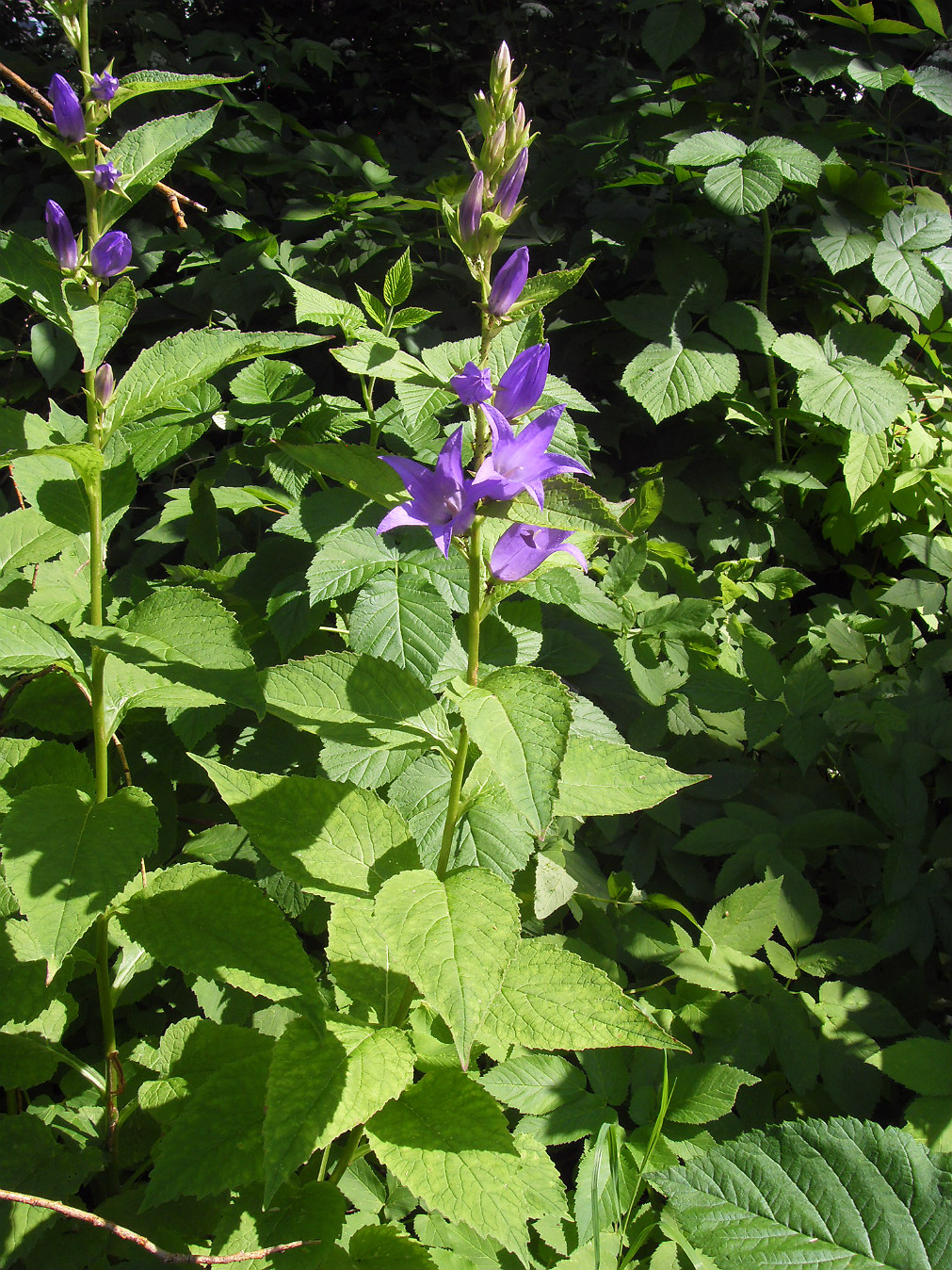 Изображение особи Campanula latifolia.