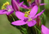 Centaurium erythraea. Цветок и бутон. Республика Адыгея, Майкопский р-н, сырой луг возле пруда у хутора Дьяков. 25.06.2016.