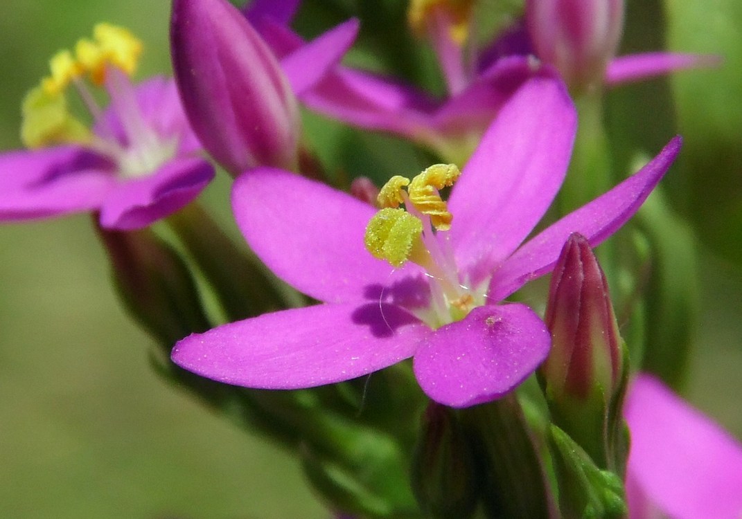 Изображение особи Centaurium erythraea.