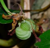 Tropaeolum majus