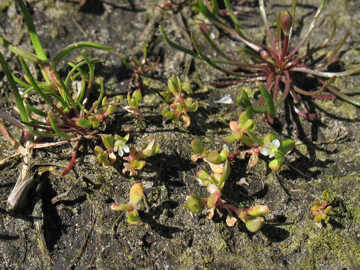 Image of Montia arvensis specimen.