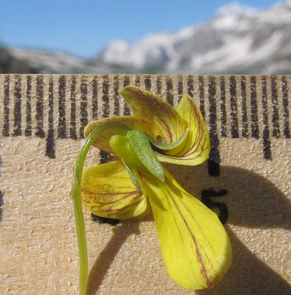 Image of Viola caucasica specimen.