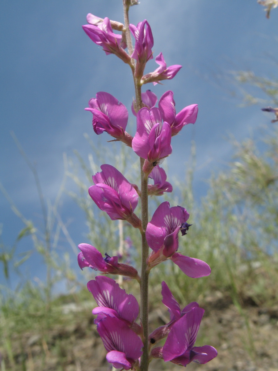 Изображение особи Oxytropis rosea.