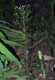 Conyza canadensis