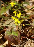 Epimedium colchicum