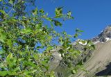 Betula litwinowii. Ветви с поражёнными листьями. Кабардино-Балкария, Эльбрусский р-н, долина р. Ирик, ок. 2600 м н.у.м. 13.07.2016.