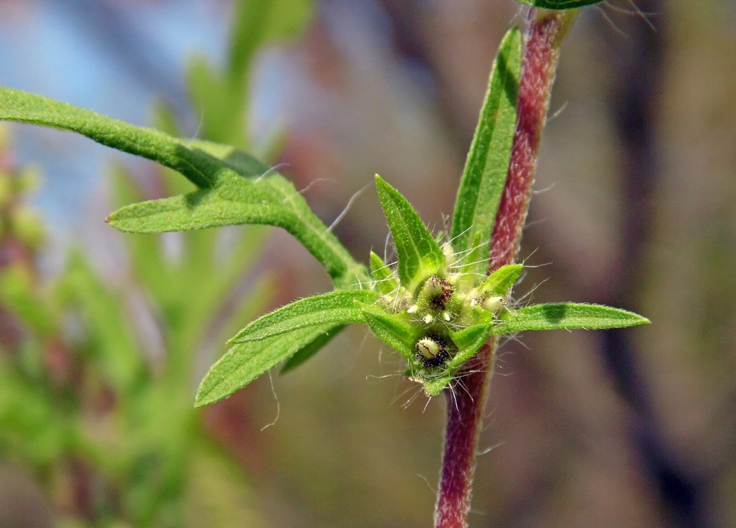 Image of Ambrosia artemisiifolia specimen.