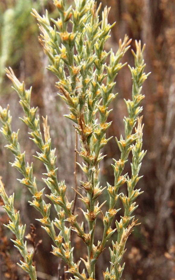 Image of Salsola tamariscina specimen.
