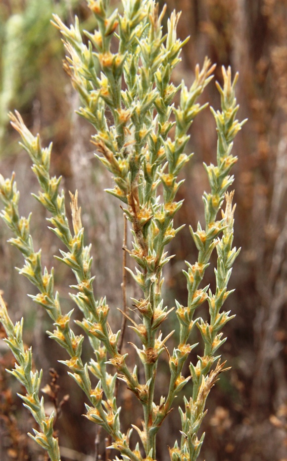 Изображение особи Salsola tamariscina.