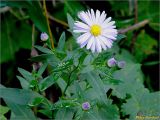 genus Symphyotrichum