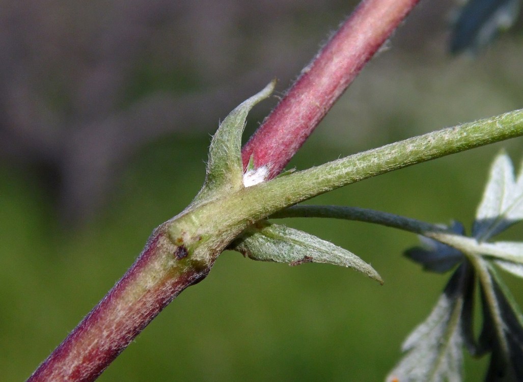 Изображение особи Potentilla argentea.