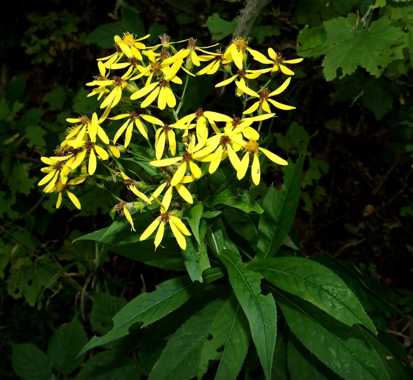 Изображение особи Senecio propinquus.