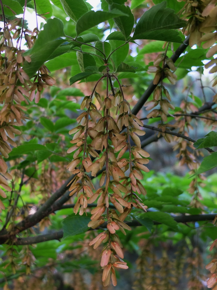 Image of Acer henryi specimen.