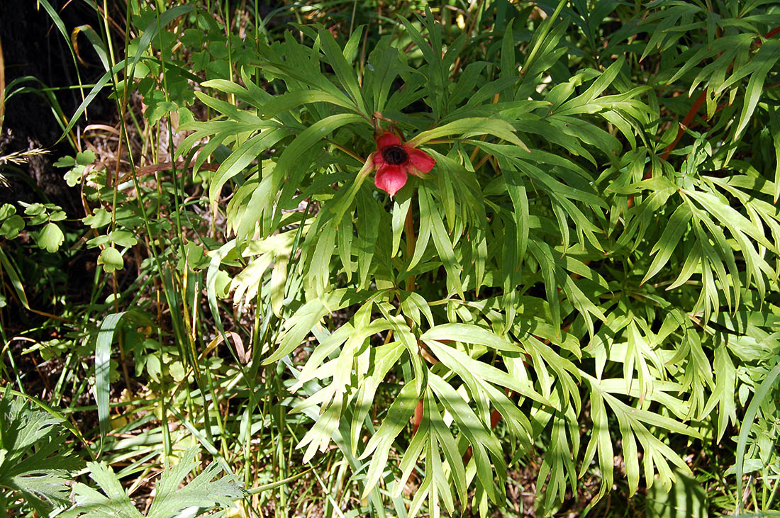 Изображение особи Paeonia anomala.