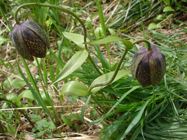 Image of Fritillaria dagana specimen.