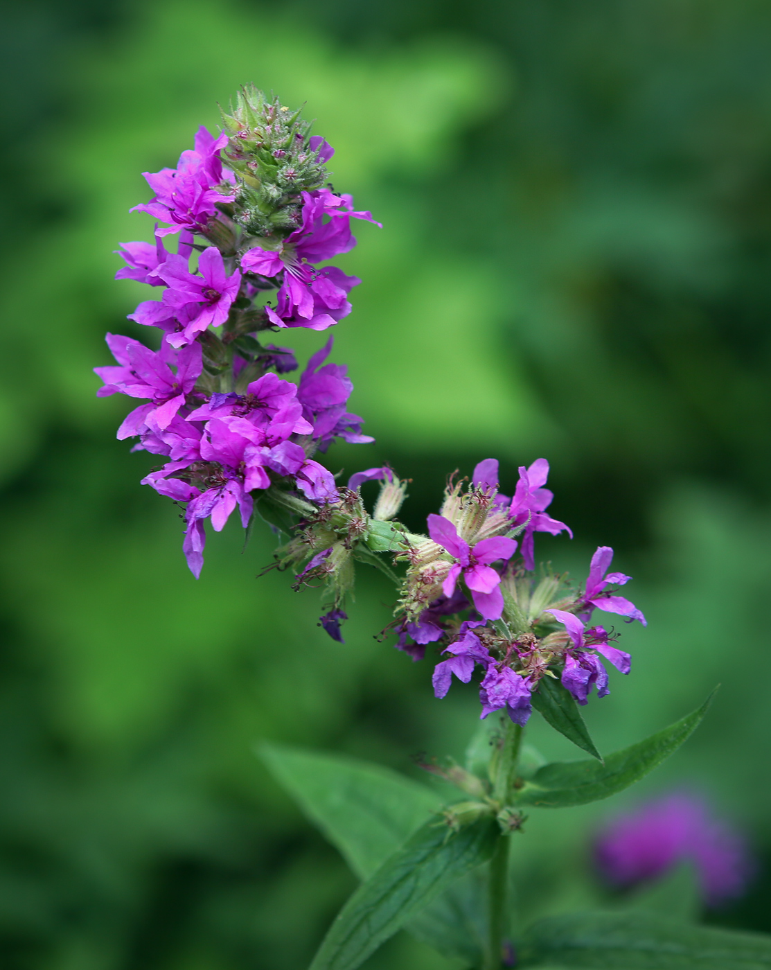 Image of Lythrum salicaria specimen.