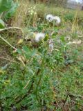 Senecio vulgaris