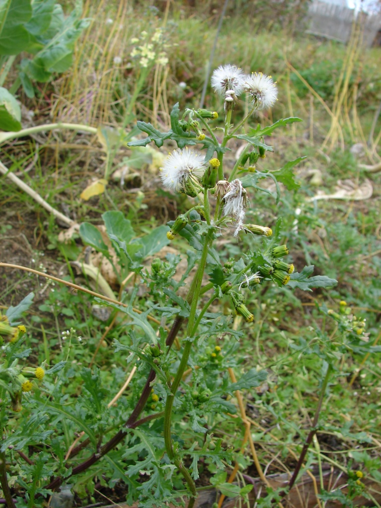 Image of Senecio vulgaris specimen.