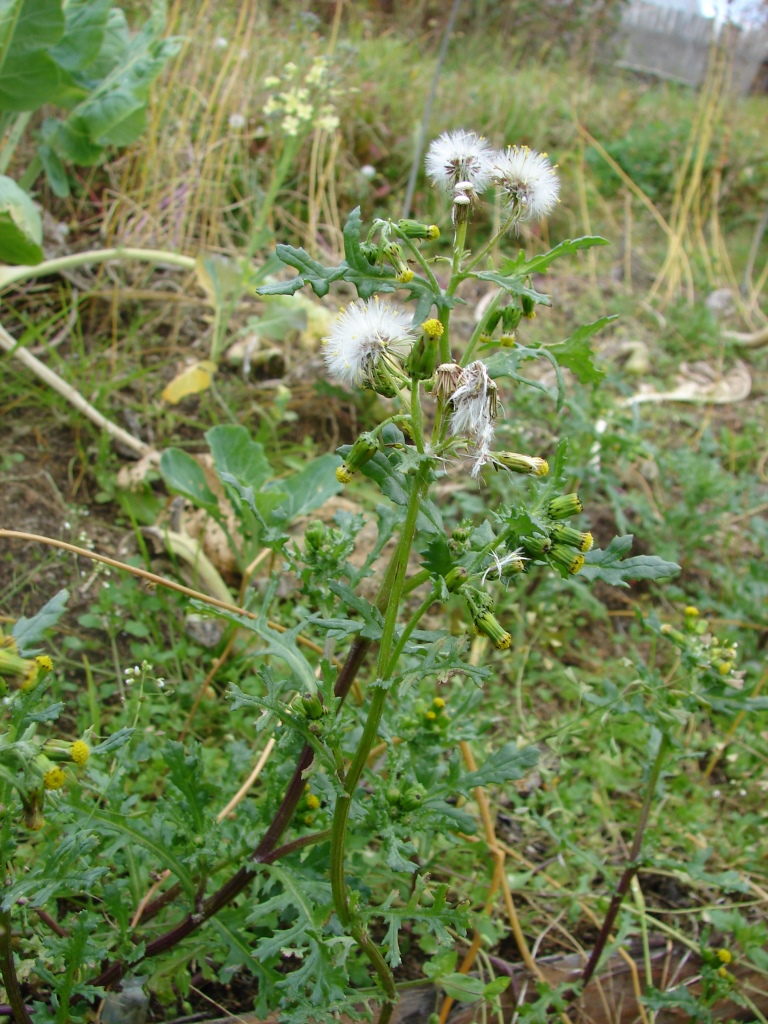 Изображение особи Senecio vulgaris.