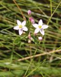 Centaurium erythraea. Соцветие. Украина, г. Запорожье, о-в Хортица, северный берег. 16.07.2016.