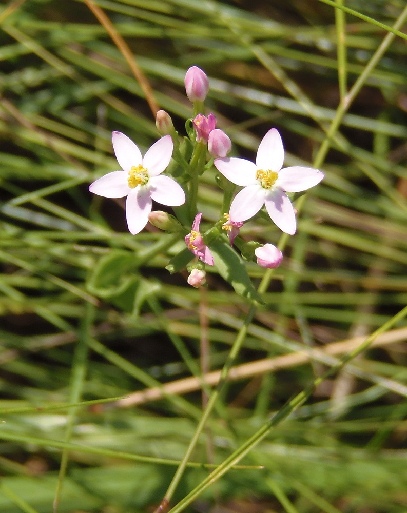 Image of Centaurium erythraea specimen.