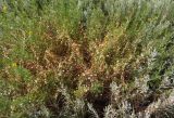 Cuscuta planiflora