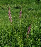 Pedicularis elata. Верхушки цветущих побегов. Восточный Казахстан, Кокпектинский р-н, 25 км в горы от с. Пантелеймоновка, ≈ 1000 м н.у.м., недалеко от ручья, склон сопки. 14.06.2016.