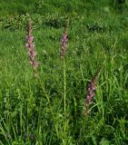 Pedicularis elata