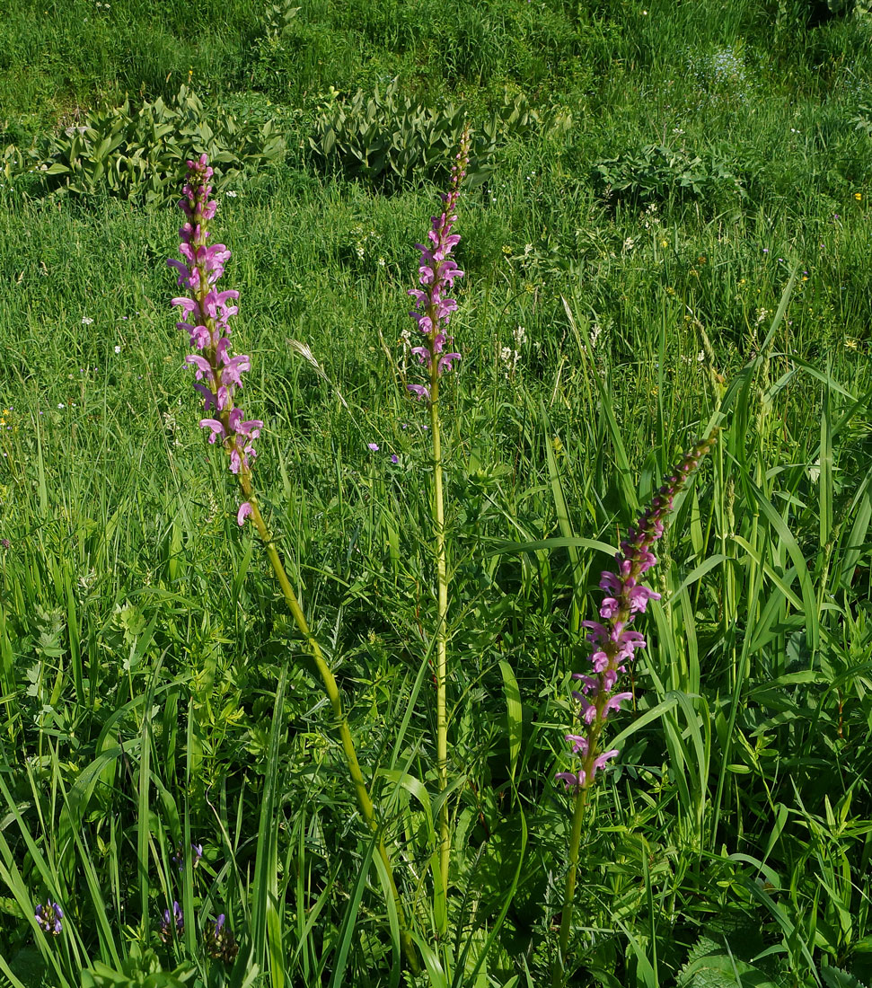 Изображение особи Pedicularis elata.