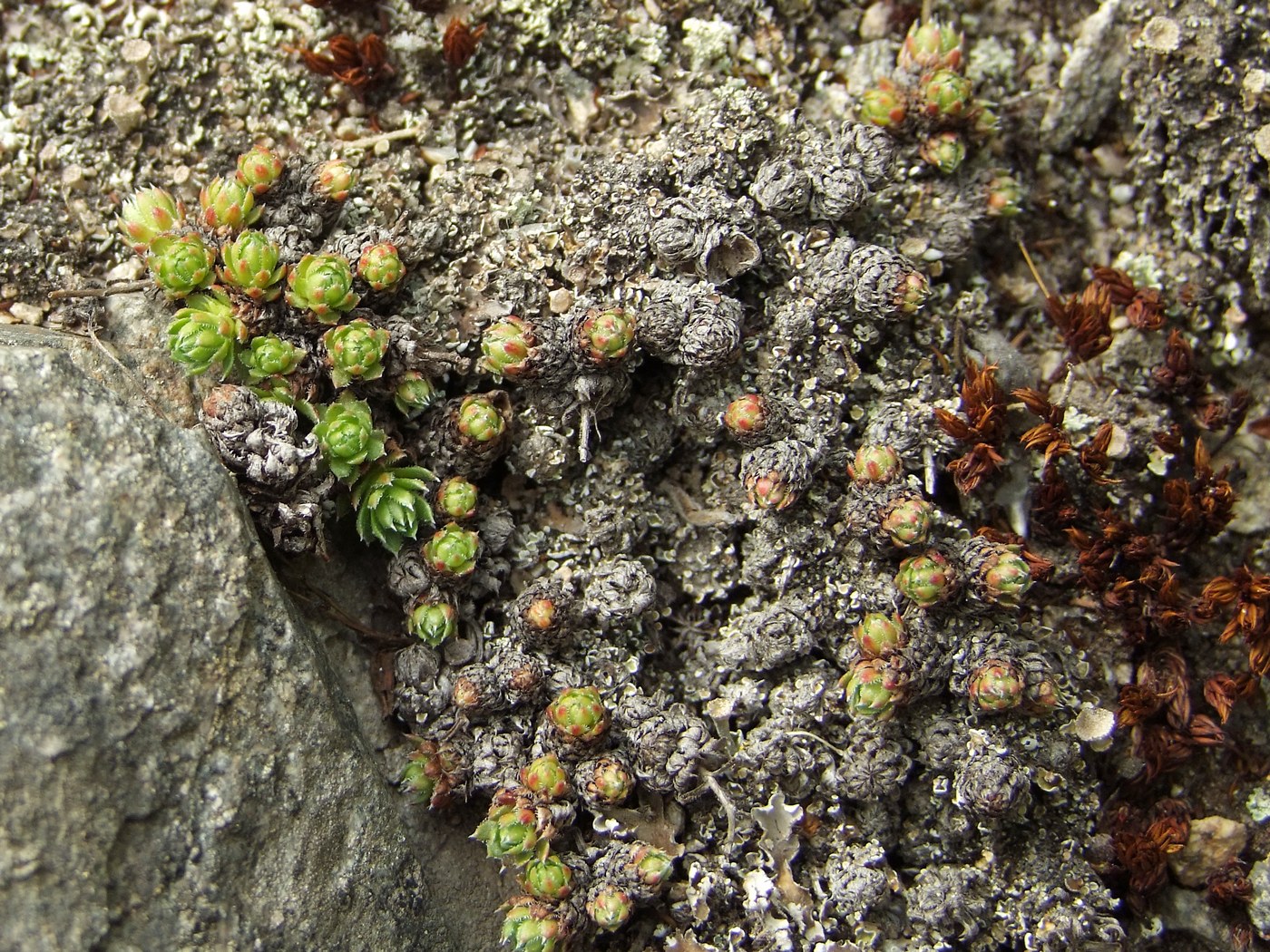 Image of Saxifraga derbekii specimen.