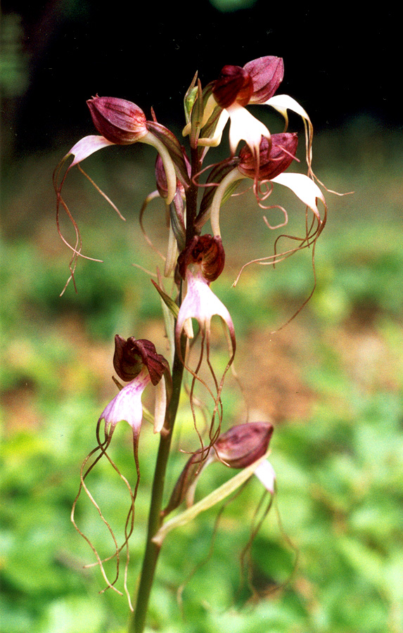 Image of Himantoglossum comperianum specimen.