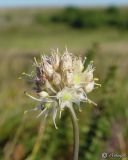 Allium marschallianum