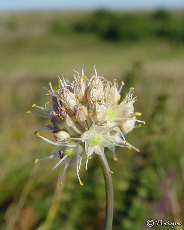 Image of Allium marschallianum specimen.