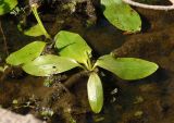 Potamogeton nodosus. Молодое растение на мелководье. Украина, г. Запорожье, о-в Хортица, южная часть острова, озеро Домака. 12.08.2016.