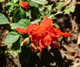 Salvia splendens