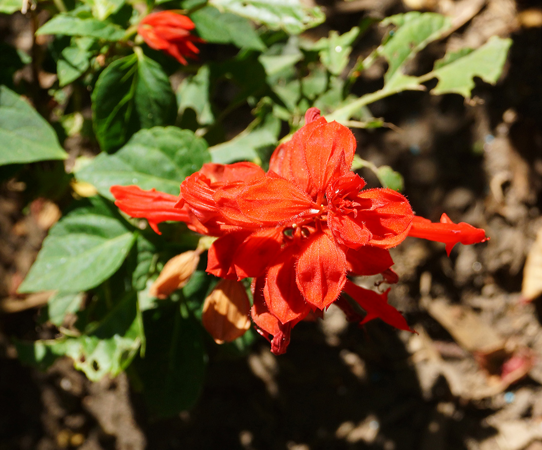 Image of Salvia splendens specimen.