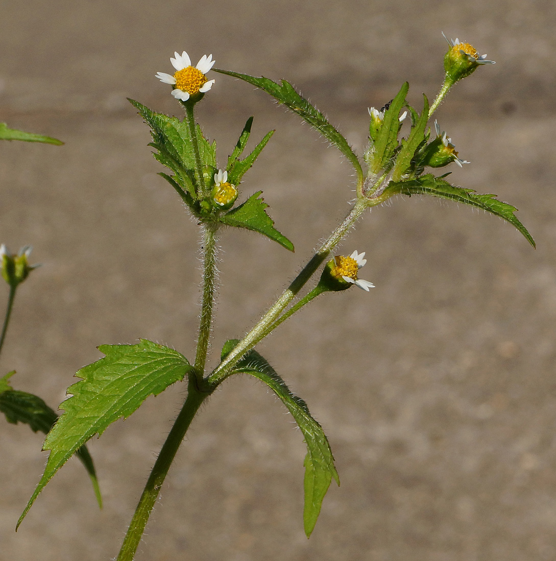 Image of Galinsoga quadriradiata specimen.