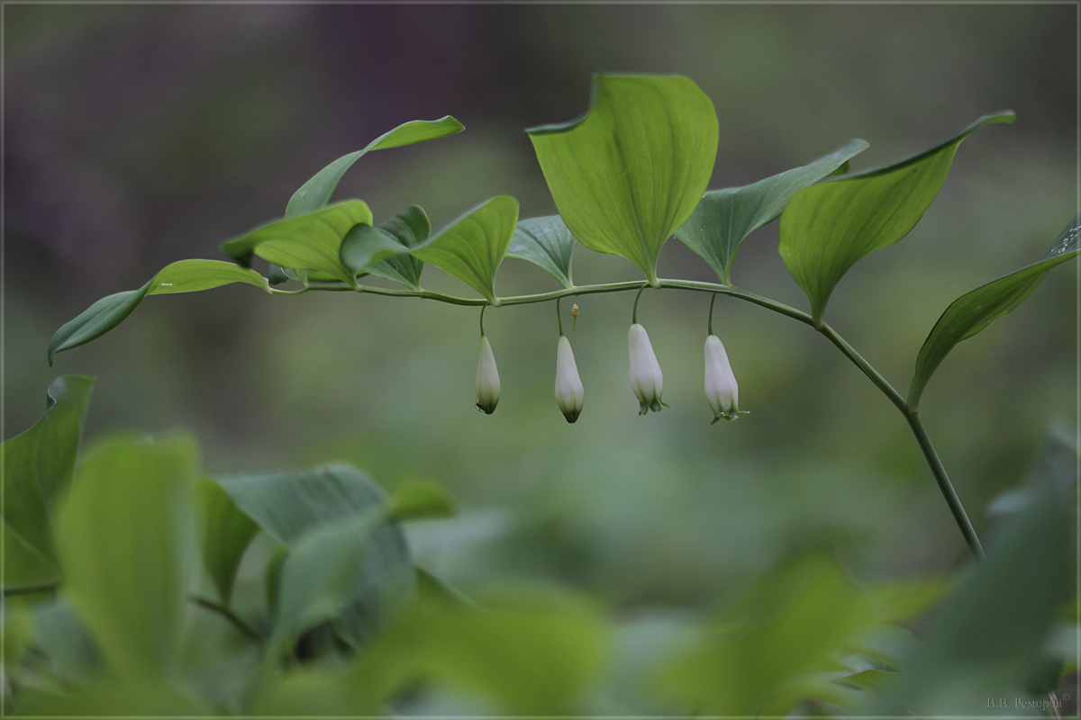 Изображение особи Polygonatum glaberrimum.