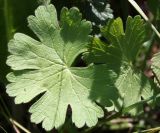 Geranium pyrenaicum. Листья. Крым, Чатырдаг. 23.07.2009.