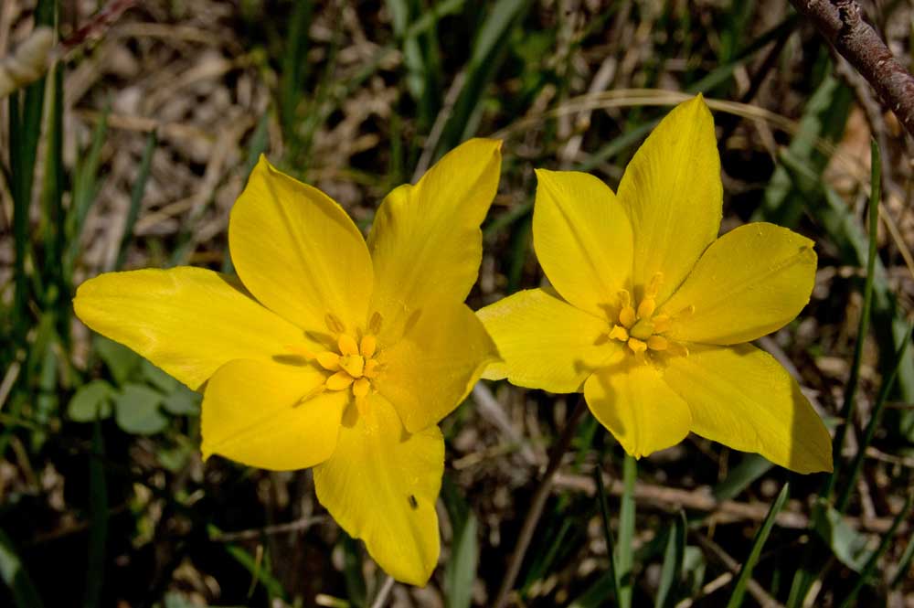 Image of Tulipa tetraphylla specimen.
