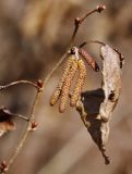 Corylus heterophylla